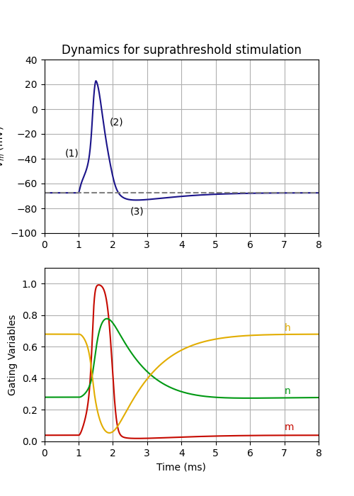 Dynamics for suprathreshold stimulation