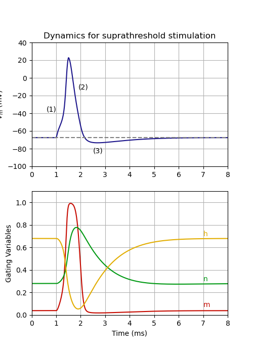 Dynamics for suprathreshold stimulation